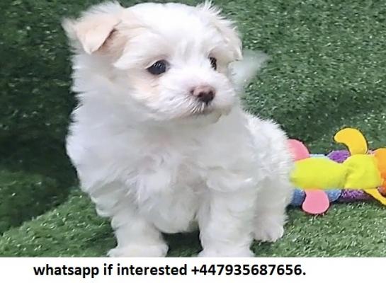both Male and female Maltese puppies For Sale.