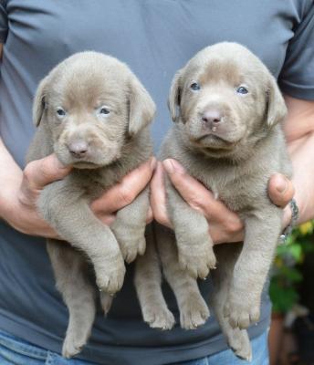 Socialized Silver Labrador Retriever Pups For Sale