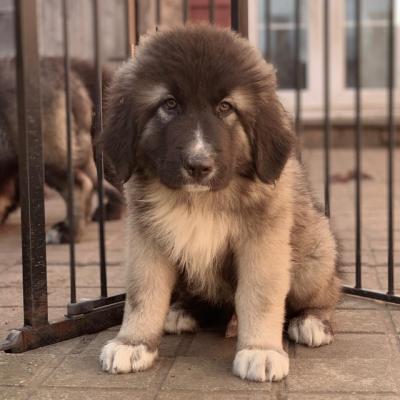 Top Quality Caucasian Shepherd Puppies For Sale